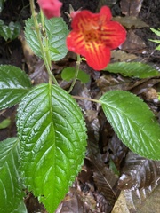 Achimenes pedunculata image