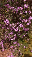 Lantana megapotamica