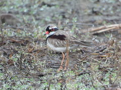Elseyornis melanops