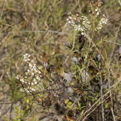 Polygonella americana