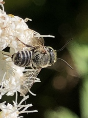 Eutricharaea