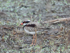 Elseyornis melanops