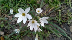 Ipheion uniflorum