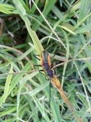 Chauliognathus limbicollis
