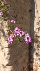 Lantana megapotamica