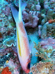 Holocentrus adscensionis