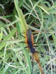 Chauliognathus limbicollis
