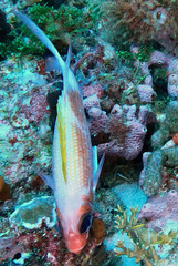 Holocentrus adscensionis