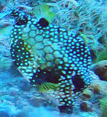 Lactophrys triqueter