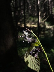 Araneus nordmanni