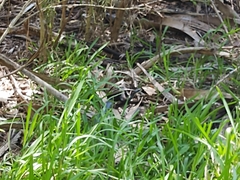 Coluber constrictor priapus