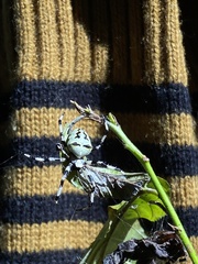 Araneus nordmanni