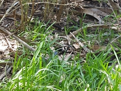 Coluber constrictor priapus