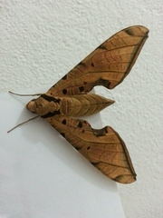 Protambulyx strigilis