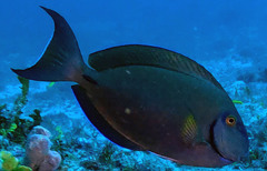 Acanthurus tractus