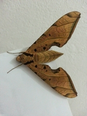 Protambulyx strigilis