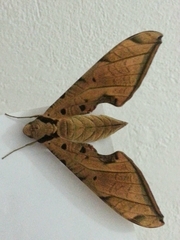 Protambulyx strigilis