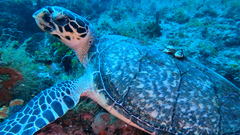 Eretmochelys imbricata