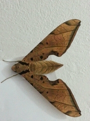 Protambulyx strigilis