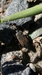 Megalonotus sabulicola