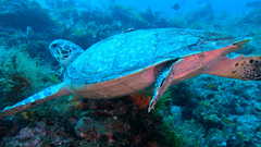 Eretmochelys imbricata