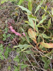 Persicaria amphibia
