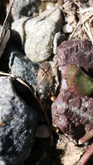 Megalonotus sabulicola