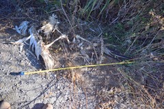 Pelecanus erythrorhynchos