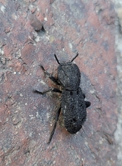 Phloeodes diabolicus
