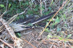 Pelecanus erythrorhynchos