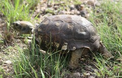 Gopherus berlandieri