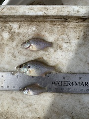Lepomis humilis