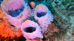 Callyspongia plicifera