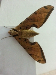 Protambulyx strigilis