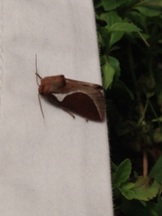 Prolimacodes badia