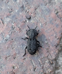 Phloeodes diabolicus