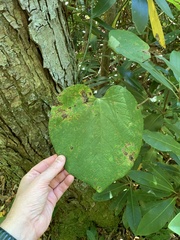 Aristolochia macrophylla