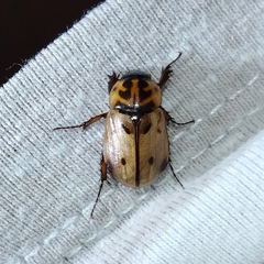 Cyclocephala