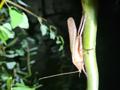 Pyrgocorypha uncinata