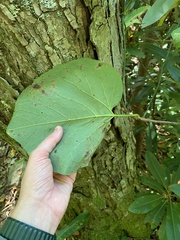 Aristolochia macrophylla