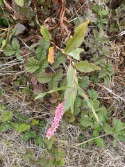 Persicaria amphibia