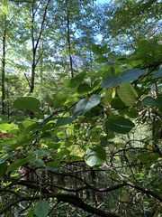 Aristolochia macrophylla
