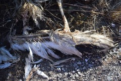 Pelecanus erythrorhynchos