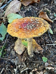 Amanita