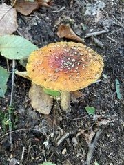 Amanita