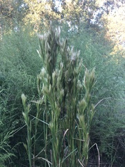 Andropogon glomeratus