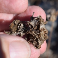 Malva multiflora