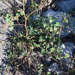 Malva multiflora