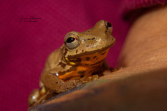 Dendropsophus columbianus