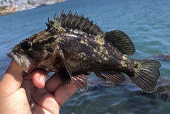 Sebastes rastrelliger